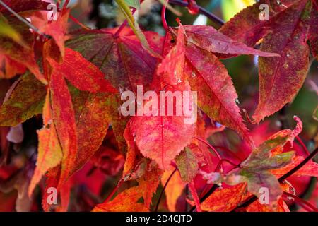 Feuilles d'automne rouges colorées, gros plan sur des feuilles de couleur or et rouge sur un arbre ornemental. Banque D'Images