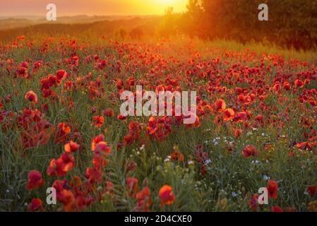 Le soleil se trouve sur un champ de coquelicots dans la campagne, Jutland, Danemark. Banque D'Images