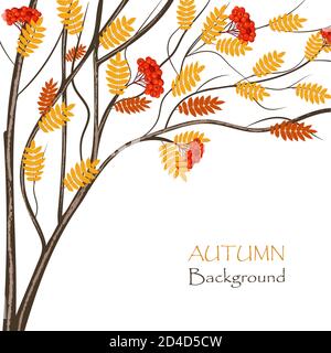 Arbre rowan d'automne pour une utilisation dans votre conception Illustration de Vecteur