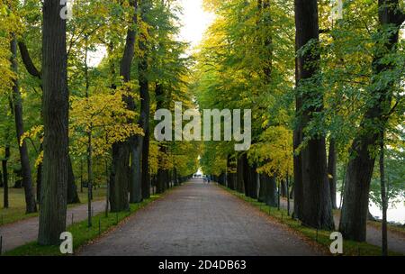 Allée dans une forêt. Début de l'automne. Banque D'Images