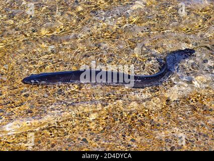 Conger Eel nageant loin dans l'eau peu profonde après avoir été libéré d'un pot de homard sur l'île de Mull, en Écosse Banque D'Images