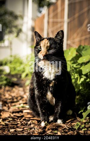 Chat noir et gingembre Tortoiseshell assis dans le jardin une matinée ensoleillée Banque D'Images