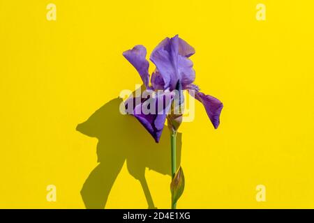 Belle fleur de l'iris bleu sur fond jaune avec espace de copie. Fleurs d'été. Banque D'Images