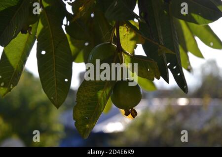 Greem goyava fruits dans l'arbre. Banque D'Images