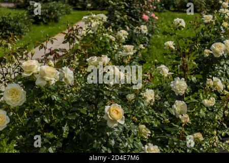 Fleurs roses blanches sur les buissons avec des feuilles vertes. Jardin botanique au milieu de l'été. Banque D'Images