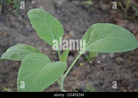 une plantule de fleur de cauli dans un jardin. Banque D'Images