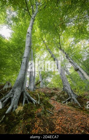 Vieux hêtres sur une colline avec des racines, des troncs et des feuilles vertes dans les couronnes vu d'en dessous dans une forêt enchantée, espace de copie, foyer sélectionné Banque D'Images