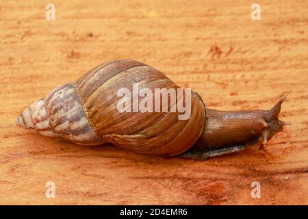 Vue de dessus de l'escargot Achatina fulica, escargot géant africain, Archichatina marginata avec fond naturel. L'escargot est sur le bois.magnifique motif Banque D'Images