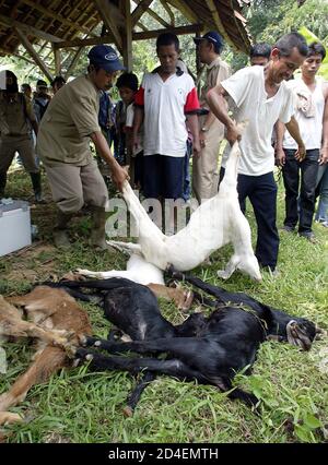 An Indonesian official from the animal husbandry department euthanised a  goat infected by Anthrax in West Java. An Indonesian official from the animal  husbandry department injects a goat infected with anthrax before