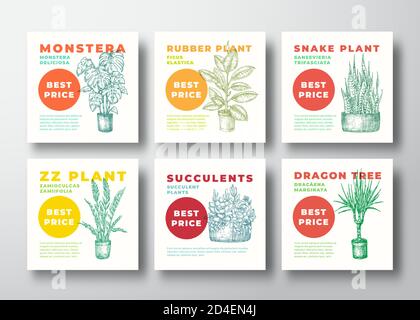 Collection de panneaux vectoriels ou de modèles d'étiquettes pour plantes de maison. Tracé à la main Dracaena, Monstera, etc. Esquisses avec la typographie moderne. Jardinage à domicile Illustration de Vecteur