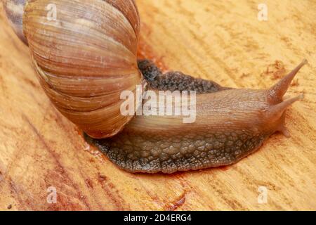 Vue de dessus de l'escargot Achatina fulica, escargot géant africain, Archichatina marginata avec fond naturel. L'escargot est sur le bois.magnifique motif Banque D'Images