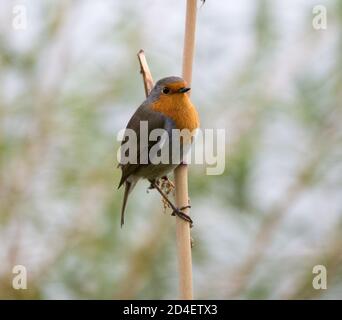 Robin (Erithacus rubecula aux abords) Banque D'Images