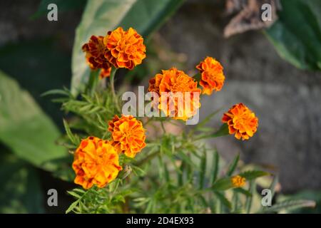 fleurs marigold dans le jardin. Banque D'Images