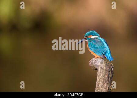 Vue de côté gros plan sur le Royaume-Uni sauvage kingfisher Bird (Alcedo atthis) isolé en plein air perching sur poteau regardant dans l'eau de rivière. Copier l'espace vers la gauche. Banque D'Images