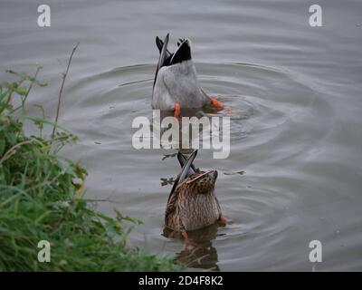Canards bobbing sous la surface Banque D'Images