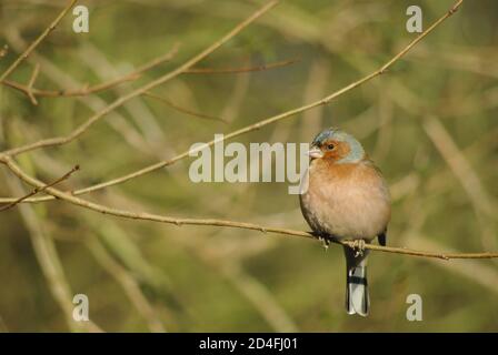 pinson des arbres sur une branche Banque D'Images