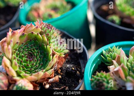 Sempervivum Reinhard ou houseleek ou poule et poussin en fleur pots Banque D'Images