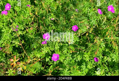 Géranium sylvaticum, bois de canneberges ou géranium des bois, espèces de plantes à fleurs rustiques de la famille des Geraniaceae Banque D'Images