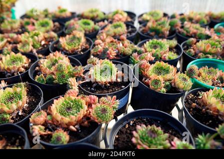 Beaucoup de Sempervivum Reinhard ou houseleek ou de poule et de poussin pots de fleurs Banque D'Images