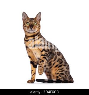 Beau jeune homme chat Bengale assis côtés, regardant à la caméra. Une patte jouée dans l'air. Isolé sur fond blanc. Banque D'Images
