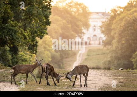 Les cerfs rouges se rassemblent dans la lumière du matin, prêts à faire la bataille pour les droits d'accouplement alors que la saison de rutting commence à Richmond Park, Londres, Royaume-Uni. Banque D'Images