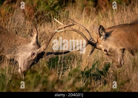 Les cerfs rouges se rassemblent dans la lumière du matin, prêts à faire la bataille pour les droits d'accouplement alors que la saison de rutting commence à Richmond Park, Londres, Royaume-Uni. Banque D'Images