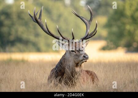 Les cerfs rouges se rassemblent dans la lumière du matin, prêts à faire la bataille pour les droits d'accouplement alors que la saison de rutting commence à Richmond Park, Londres, Royaume-Uni. Banque D'Images
