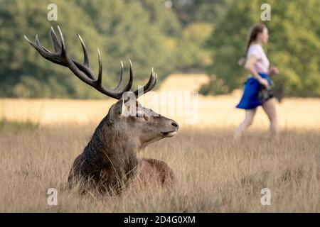 Les cerfs rouges se rassemblent dans la lumière du matin, prêts à faire la bataille pour les droits d'accouplement alors que la saison de rutting commence à Richmond Park, Londres, Royaume-Uni. Banque D'Images