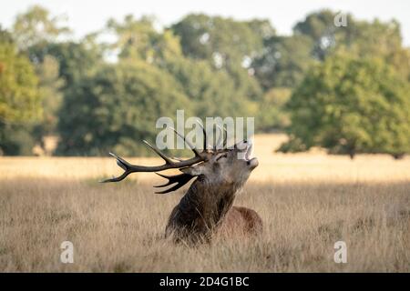 Les cerfs rouges se rassemblent dans la lumière du matin, prêts à faire la bataille pour les droits d'accouplement alors que la saison de rutting commence à Richmond Park, Londres, Royaume-Uni. Banque D'Images