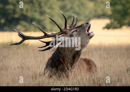 Les cerfs rouges se rassemblent dans la lumière du matin, prêts à faire la bataille pour les droits d'accouplement alors que la saison de rutting commence à Richmond Park, Londres, Royaume-Uni. Banque D'Images