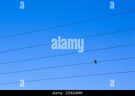 Oiseau sur la ligne électrique sur le fond bleu ciel, pigeon d'oiseau assis sur la ligne Banque D'Images