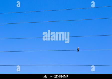 Oiseau sur la ligne électrique sur le fond bleu ciel, pigeon d'oiseau assis sur la ligne Banque D'Images