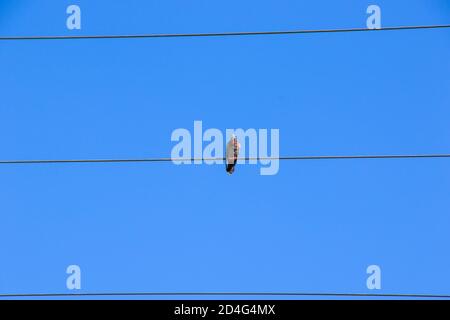 Oiseau sur la ligne électrique sur le fond bleu ciel, pigeon d'oiseau assis sur la ligne Banque D'Images