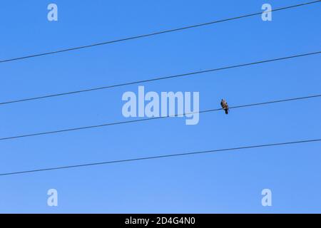 Oiseau sur la ligne électrique sur le fond bleu ciel, pigeon d'oiseau assis sur la ligne Banque D'Images