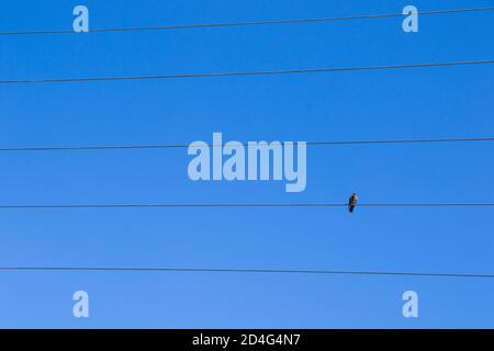 Oiseau sur la ligne électrique sur le fond bleu ciel, pigeon d'oiseau assis sur la ligne Banque D'Images