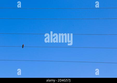 Oiseau sur la ligne électrique sur le fond bleu ciel, pigeon d'oiseau assis sur la ligne Banque D'Images