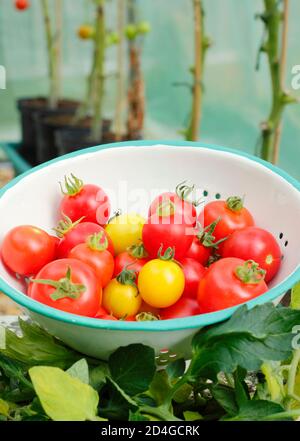 Tomates fraîchement cueillies de plantes avec les feuilles inférieures retirées pour exposer les fruits au soleil dans un jardin intérieur polytunnel. ROYAUME-UNI Banque D'Images