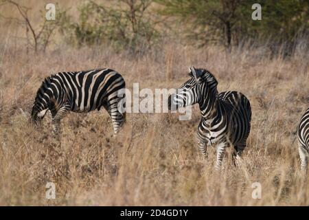 Zèbres sur des prairies sèches dans le parc national de Pilanesberg, Afrique du Sud Banque D'Images