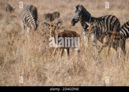 Impala et zèbres sur des prairies sèches dans le parc national de Pilanesberg, Afrique du Sud Banque D'Images