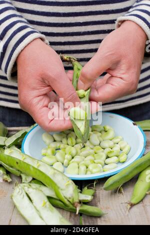 Vicia faba 'Bunyard's Exhibition'. Décorticage des fèves maison fraîchement cueillies dans une parcelle de légumes. ROYAUME-UNI Banque D'Images