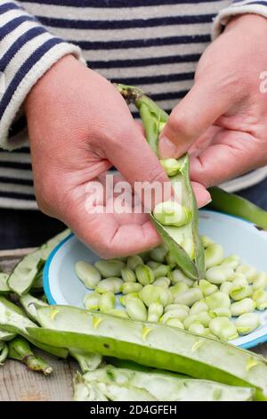 Vicia faba 'Bunyard's Exhibition'. Décorticage des fèves maison fraîchement cueillies dans une parcelle de légumes. ROYAUME-UNI Banque D'Images