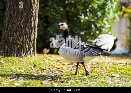 Canard noir et blanc, bernache de Barnacle, leucopsis de Branta, bernache unique sur l'herbe Banque D'Images