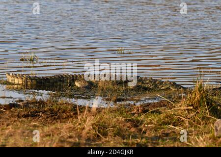 Crocodile dans le parc national de Pilanesberg, Afrique du Sud Banque D'Images