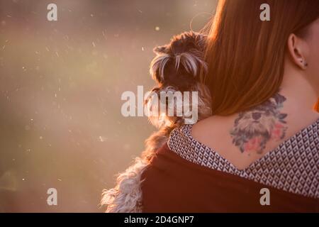 Un grand portrait d'un Schnauzer noir sur les bras de la fille, sur son dos elle a un tatouage de chien comme souvenir. Soins pour animaux, soins, voyages. Amitié des gens Banque D'Images