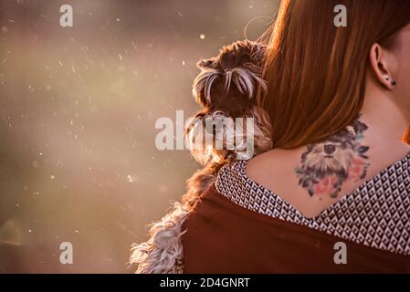 Un grand portrait d'un Schnauzer noir sur les bras de la fille, sur son dos elle a un tatouage de chien comme souvenir. Soins pour animaux, soins, voyages. Amitié des gens Banque D'Images