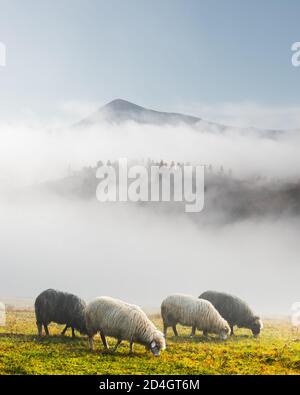 Troupeau de moutons dans les montagnes brumeuses d'automne. Carpates, Ukraine, Europe. Photographie de paysage Banque D'Images