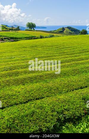 Vue sur les rangées de plantations de thé à Gorreana. La plus ancienne et unique plantation de thé d'Europe, île de Sao Miguel, Açores, Portugal Banque D'Images