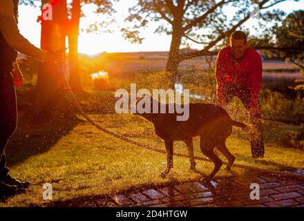 Un chien secoue l'eau après avoir été donné un bain avec un tuyau par ses propriétaires, tandis que la lumière du soir au-dessus d'un marais éclaire les gouttelettes d'eau Banque D'Images