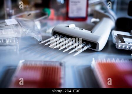 Chargement d'échantillons par pipette multicanaux sur microplaque pcr à 96 puits / pipette multicanaux chargeant des échantillons biologiques sur microplaque pour tester dans le Banque D'Images