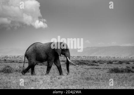 Une image en noir et blanc d'un éléphant de brousse africain (Loxodonta africana) Avec des défenses immenses, vous pourrez traverser la pelouse Masai Mara In Kenya Banque D'Images